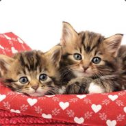 Cats in Cloth (circa 1650)