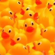 Rubberduck3456