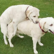 HERALD GAY DOG
