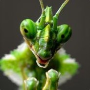 Angry Bogomol