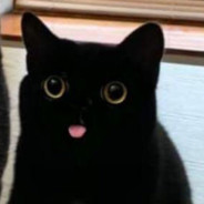 darkcat9