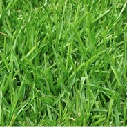 Certified Grass Toucher