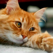 КОТЕЙКА