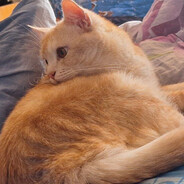Persikc