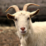 goat
