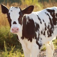 ⚡CoW BoT [⇄]⚡