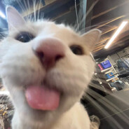 Cat Senya[ CSGP ]