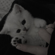 ʕ•ᴥ•ʔ