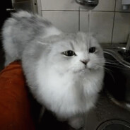 Nekosumi