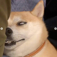DOGE DESLECHAO