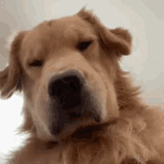 I Love Doggys