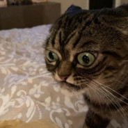 ᠌ ᠌
