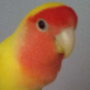 Calofix