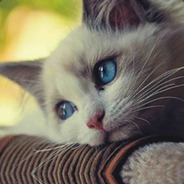 .:|Rymercyble|:.