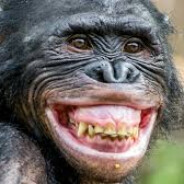 Bonobo