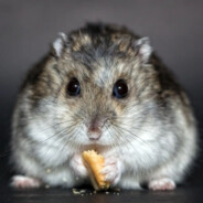 Hamster