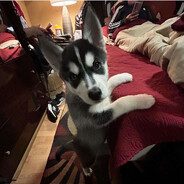 perro