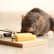 Rat Trap Bandit.gg
