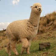 Steam profile picture for @concert