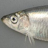 Szprota