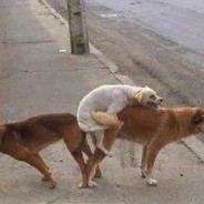 *Cachorro_Loko*