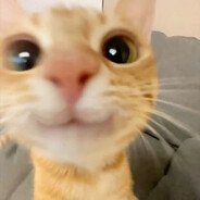 sirin kedi videolari izle
