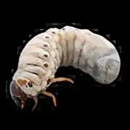 Grub