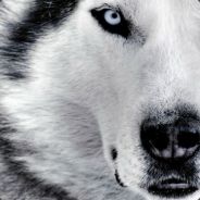 volk