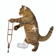 Gato de Muleta
