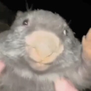 borb kurwa