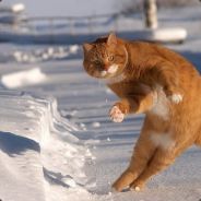 RedCat