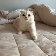 MyFavoriteCat