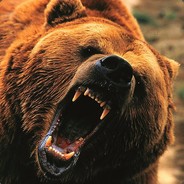 The Bear