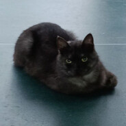 MurkinMeow