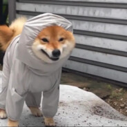 NytFury