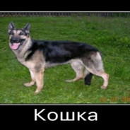 Tofik_11rus