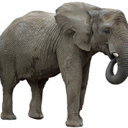 The elephant in the room