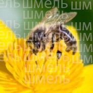 Пчела