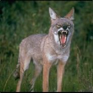 |STFU| ^8Coyote