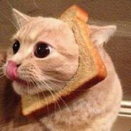 Cat Ninja