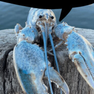 Lobster