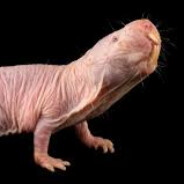 albinosomali
