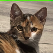 Kotełęł Dejw ♥♥♥♥♥♥♥♥♥