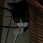 smoko?