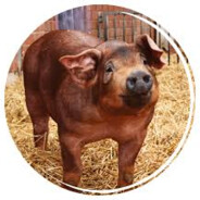 PulledPork