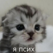 miliy kotenok