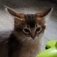 Ivo