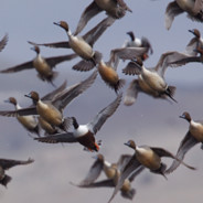 A Flock of Birds
