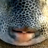 Snooter