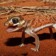 Knob-tailed Gecko